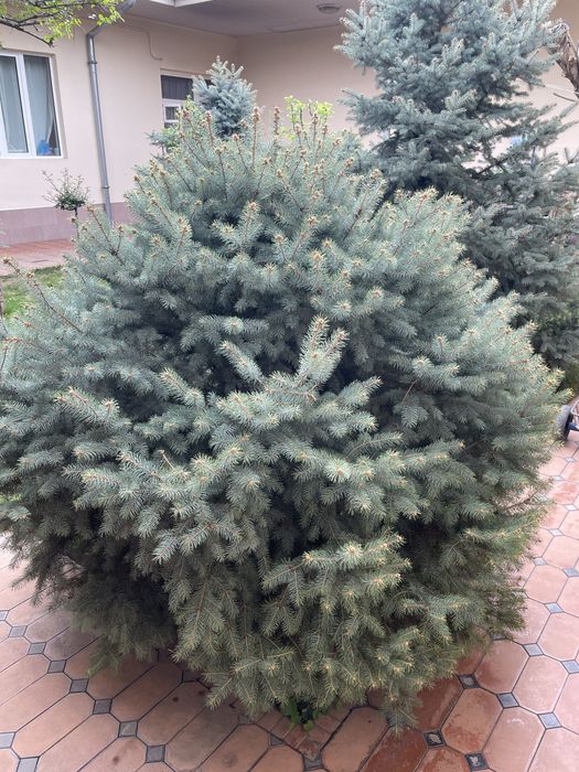 продам многолетние голубые ель