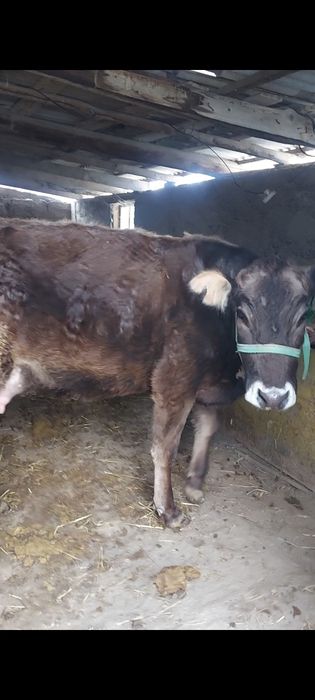 Бірінші тума Алатау