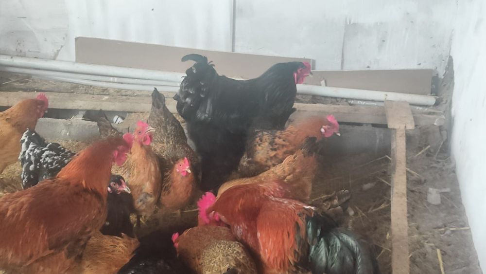 Брама сатыладыыы