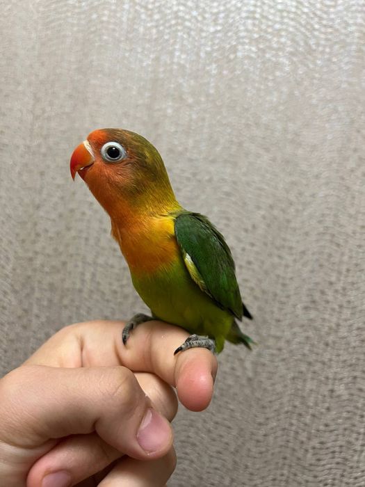 Ручной попугай неразлучник