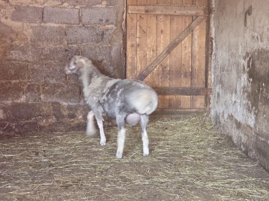 Продам кошкара племенного