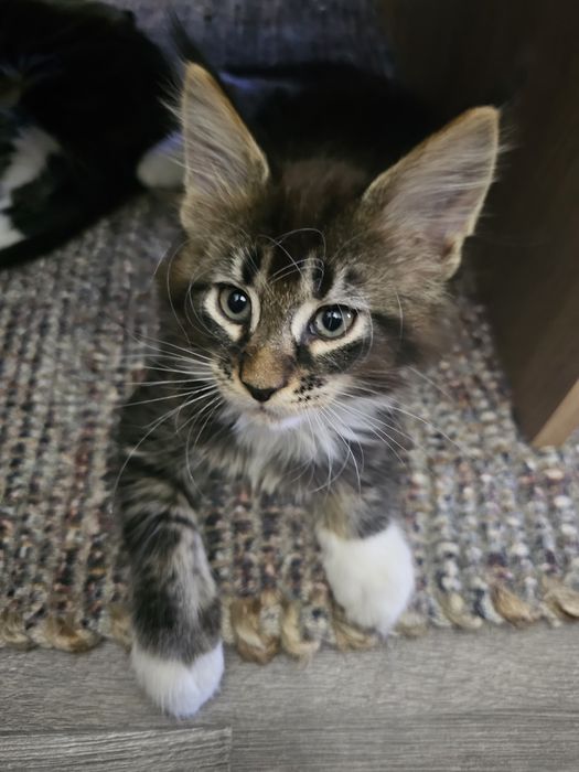 Maine coon femela
