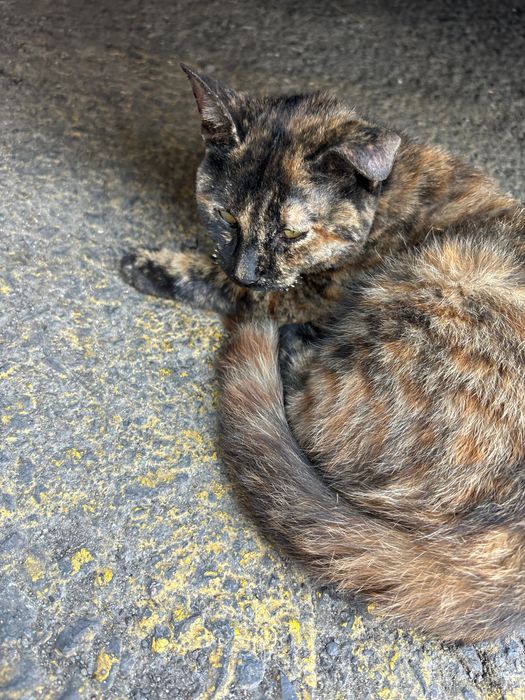 Ищем старых или новых хозяев