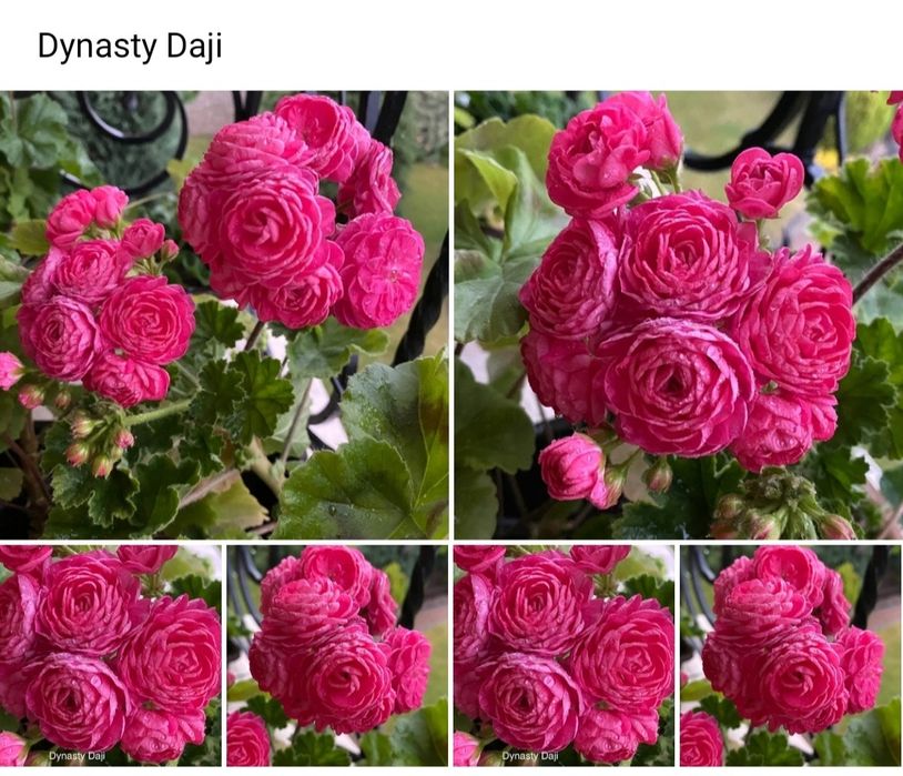 Сортовые пеларгонии