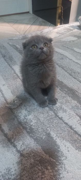 Выслоухие котёнки