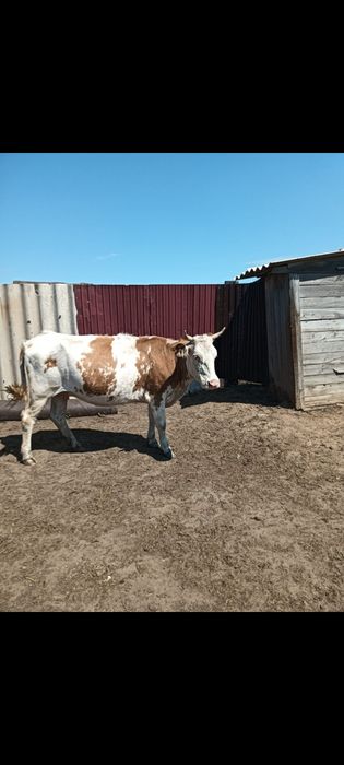 Продам коров 4 года