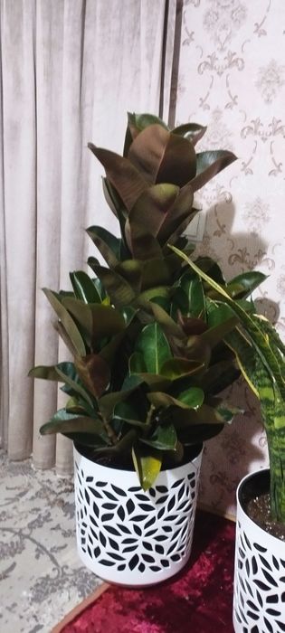 Фикус гули сотилади