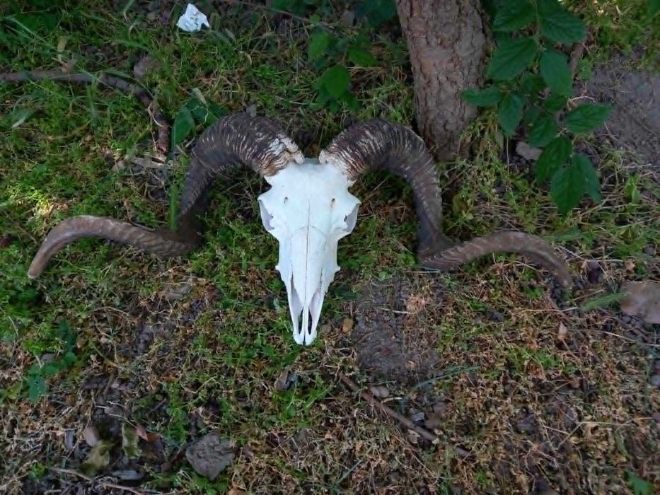 trofeu-trofee-craniu-coarne de berbec imens