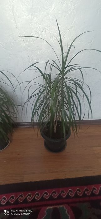 Драцена 50 см продам