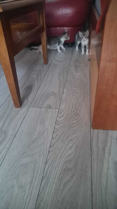 Donez pui pisica