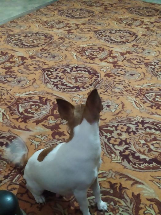 Девочка чихуахуа