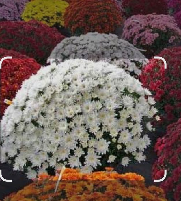 Хризантема кучатлари сотувда