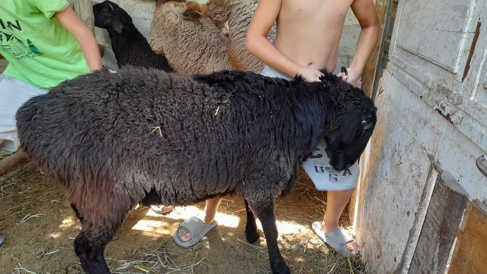 Qòchqorlat sotiladi 4 ta