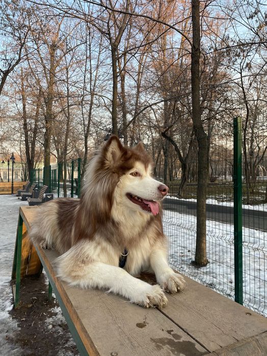 Фотосессия с маламутом