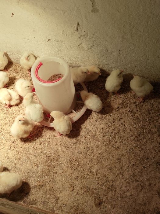 Продам домашних бройлеров