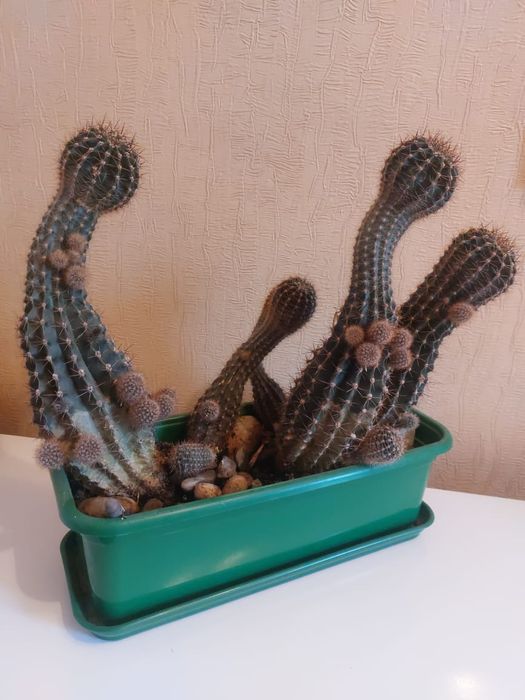 Продам цветок  Кактус