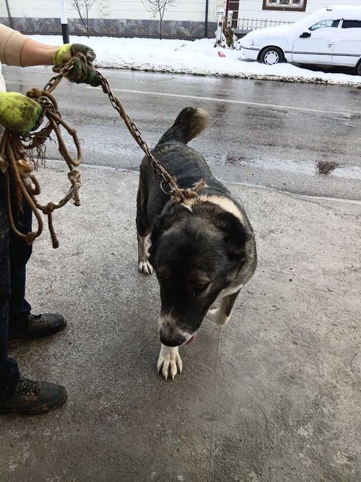 Алабай тоза зотдор