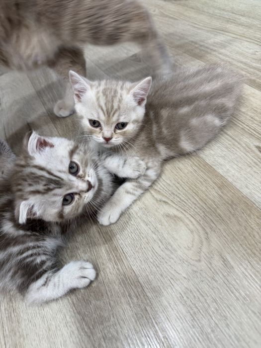 Продам красивых котят