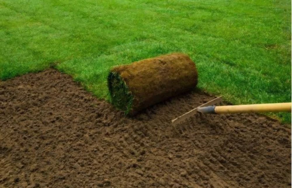 Vând plante ornamentale diferite specii și dimensiuni etc
