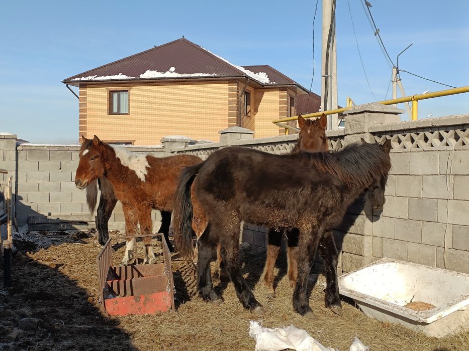 Жабағы Қосшыда тұр