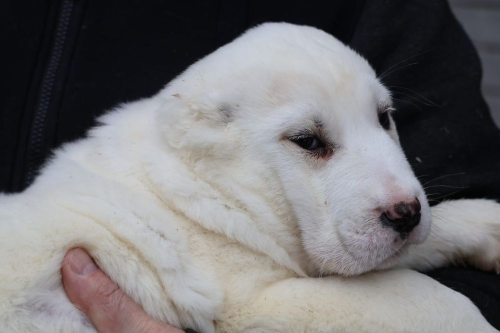 Белые ,тяжёлые алабаи