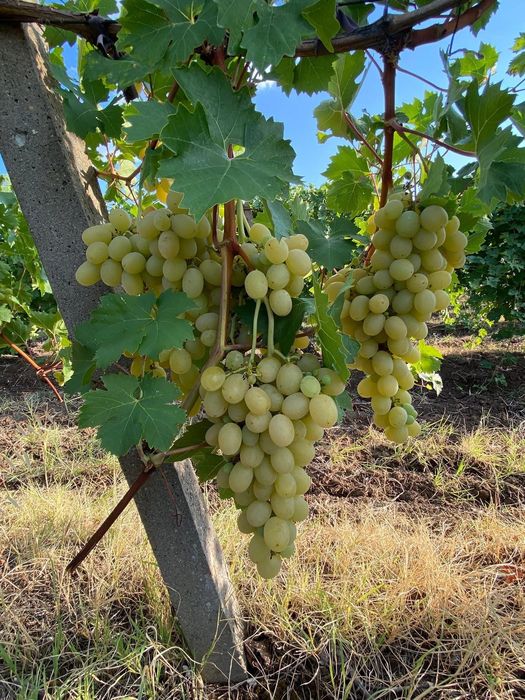 Продавам грозде Мерло,Памид и Брестовица