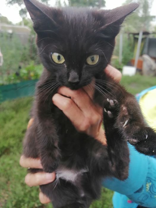 Отдам в добрые руки. Находимся на КСК