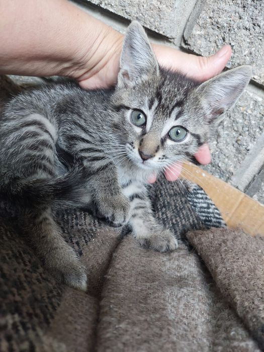 Отдам котят в хорошие руки