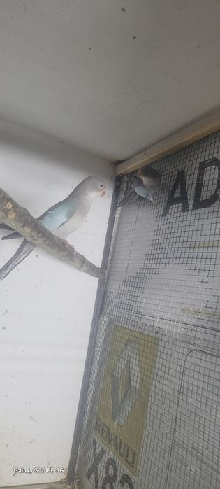 Papagali printesa de wales