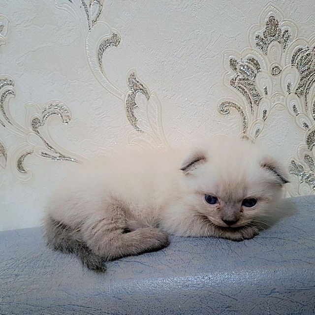 Mushuklar sotiladi