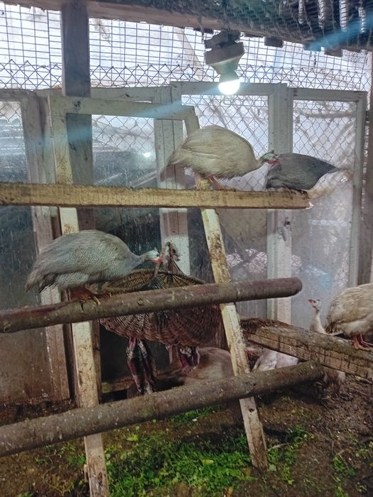 Токачки на 9 месеца