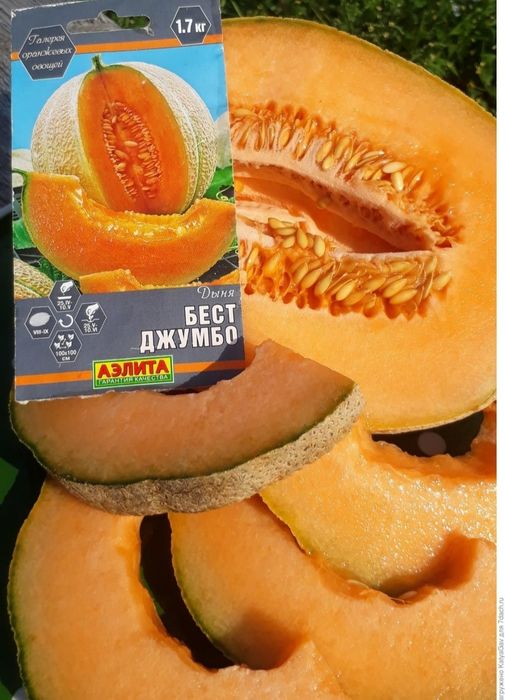 Семена дыни сорт «Бест Джамбо»