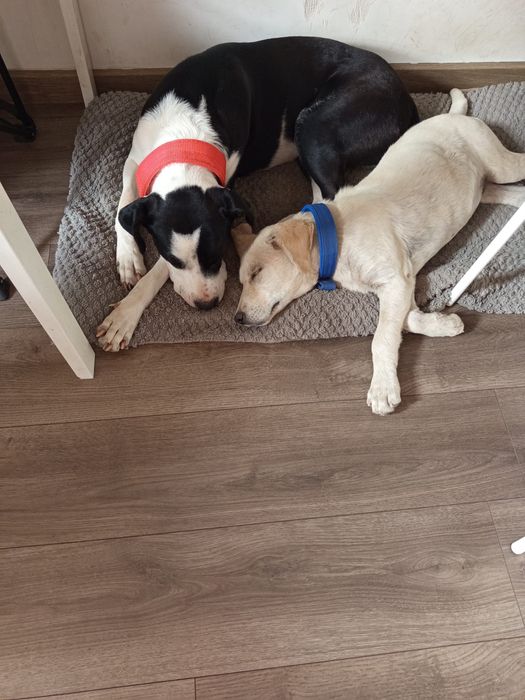 Donez pitbull talie mare și labrador