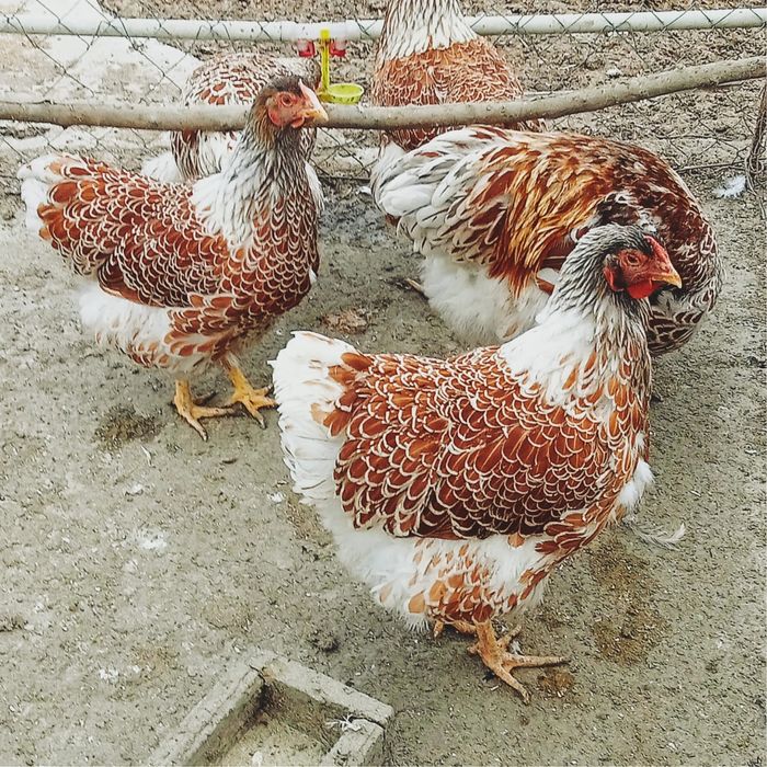 Гусийные и курийные яйца на инкубатор