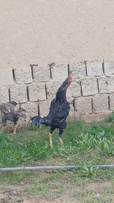 Империа шамо линиядан шу жўжа сотилади