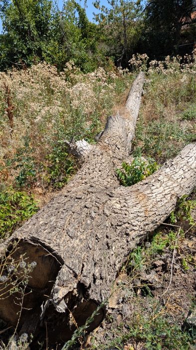 Орехово дърво 7 м + клони – с. Мерданя