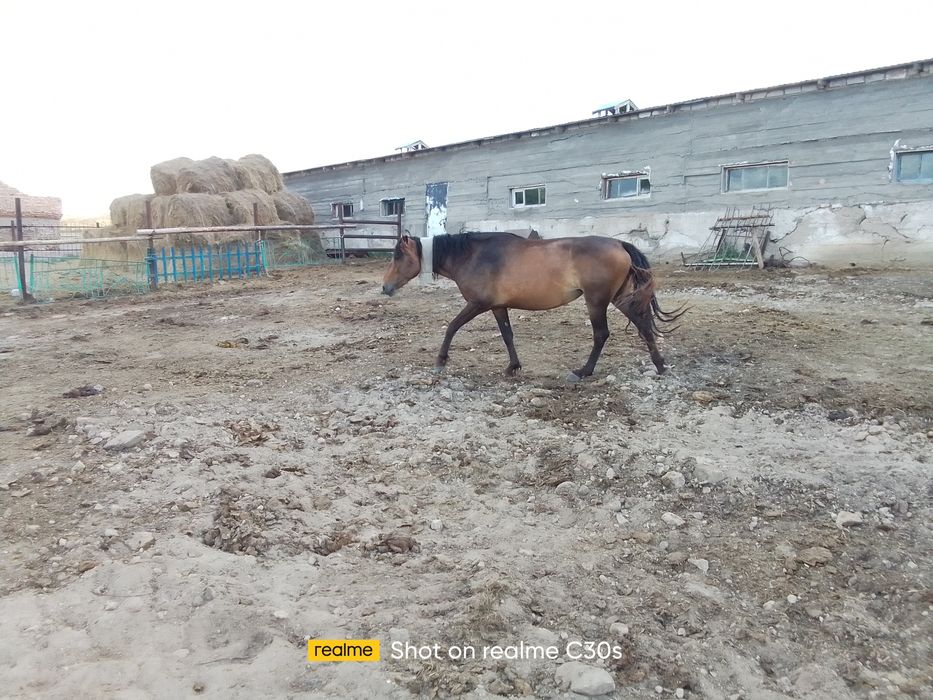 Продаже кабыла 3 года