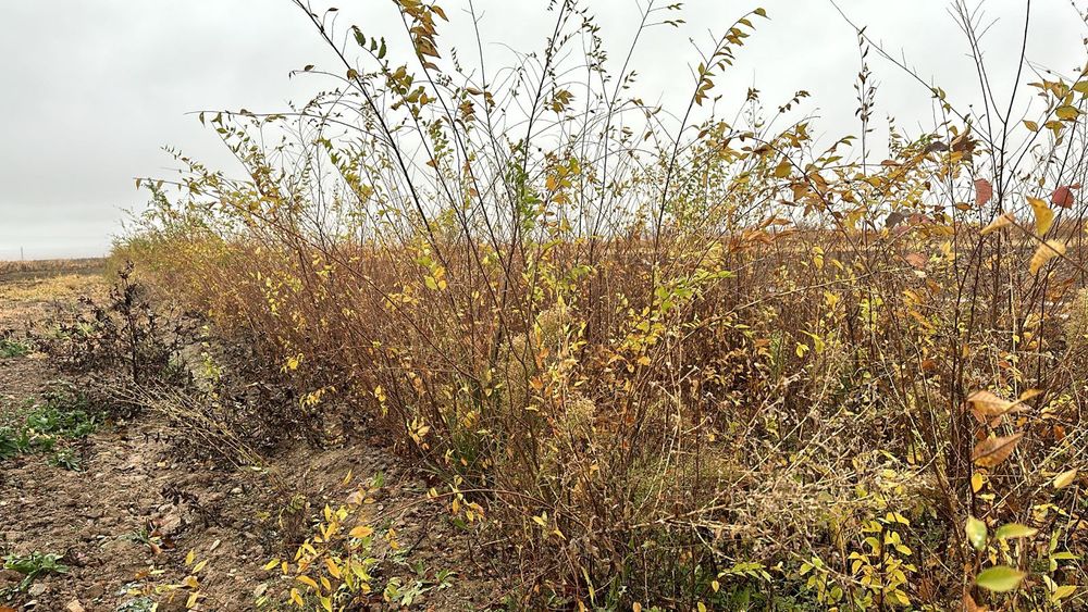 Карагач высота 1 - 2 метровые