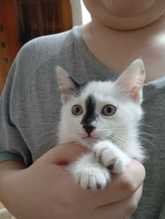 Отдам котят в самые добрые руки