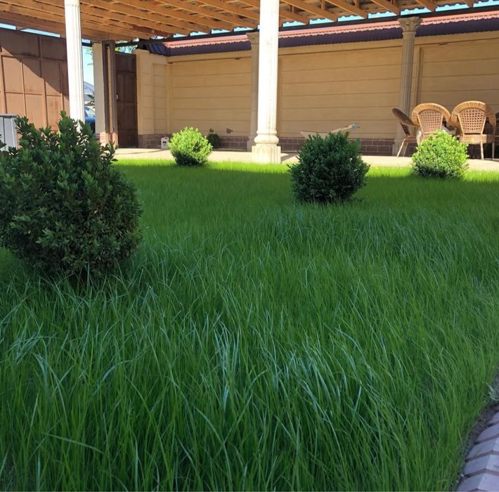 Газон,автополив,полив