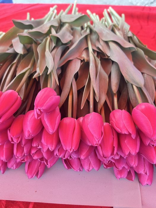 Тюльпан бар КЕЛІСЕМІЗ