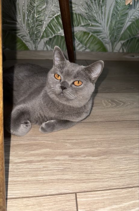 Ищем кота на вязку