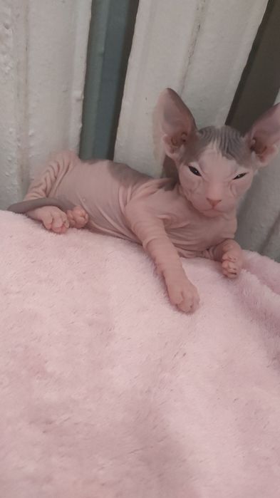 Продам котят породы сфинкс