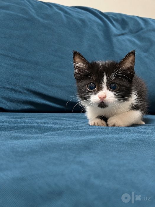 Очень милый котенок