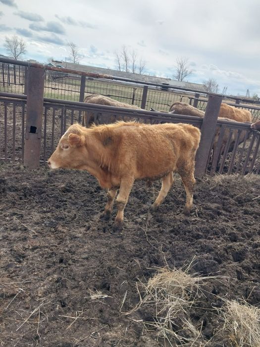 Продам КРС (4 быка)