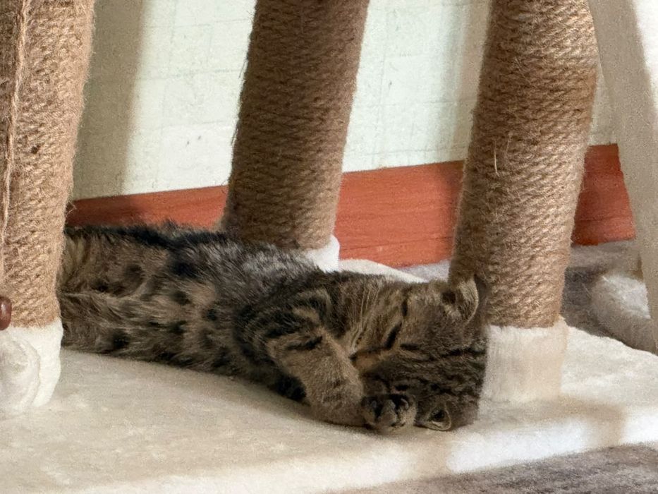 Котенок Вислоухий британец в добрые руки