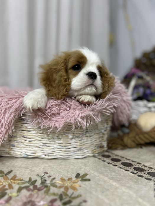 Кавалер кинг чарльз спаниель