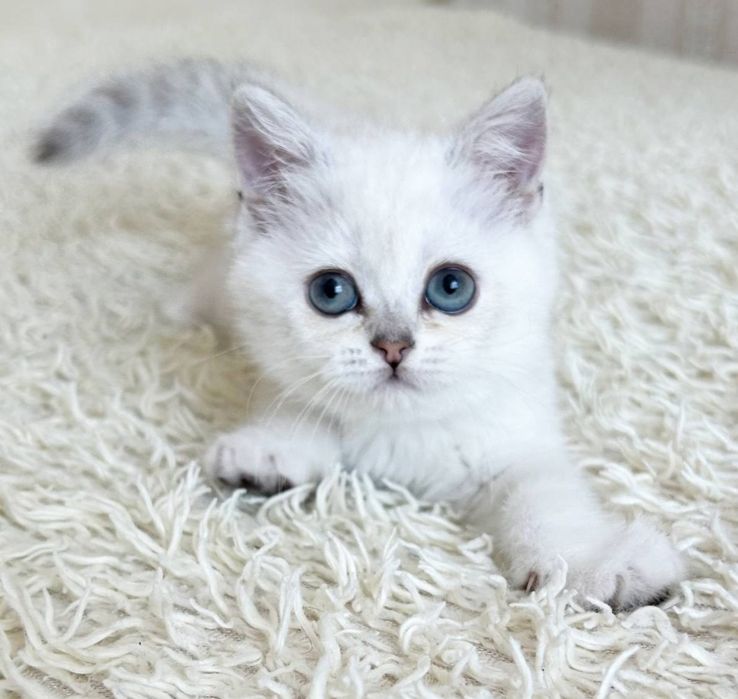 Продаются  котята шиншиллы