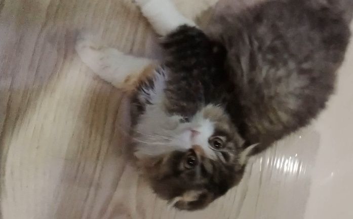 Скоттиш Фолд девочки