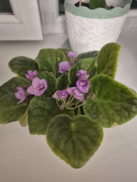 Продам комнатные фиалки